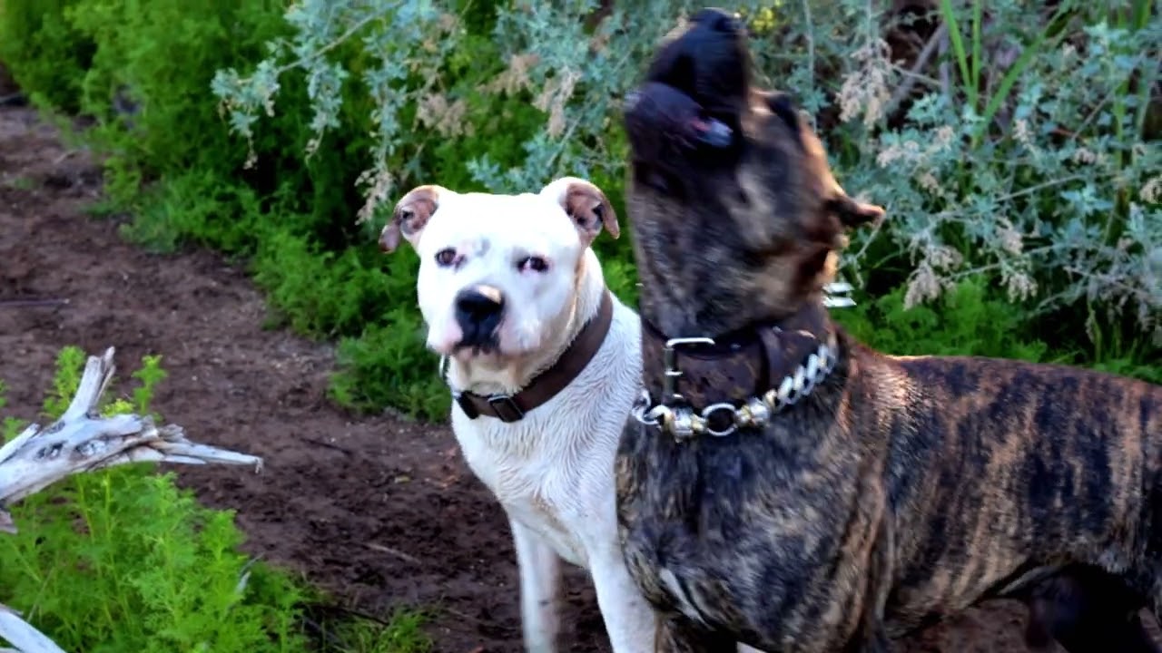 Hike through the desert w the dogs 