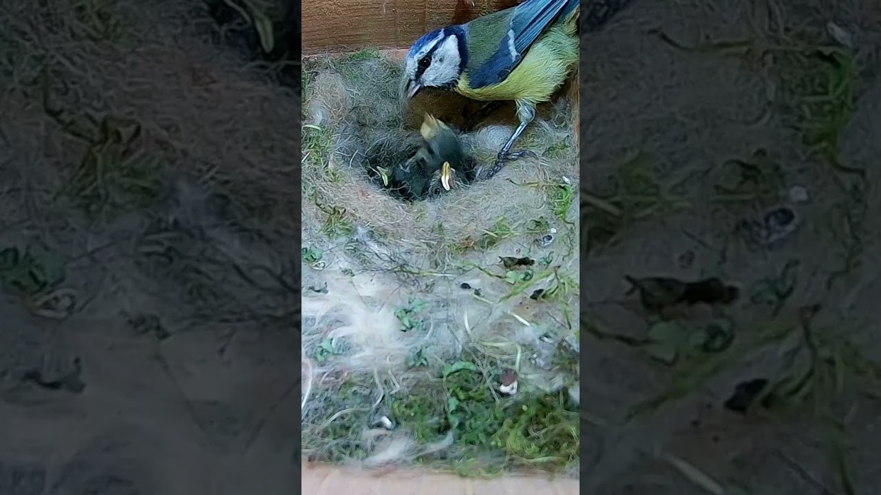 Baby Birds Nestbox Footage #birdboxcameras #nestboxcamera