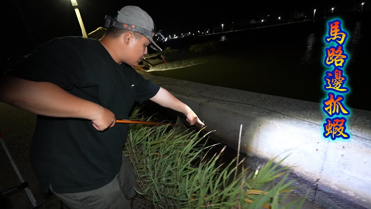 超扯！這是在馬路邊就能抓到的高級食材？！想都沒想過！！釣蝦場都不一定有這麼大的！！