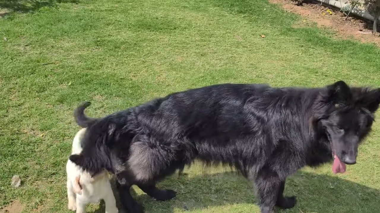 German Shepherd Longcoat & Labrador Puppy for Sale | Father Doggyz World