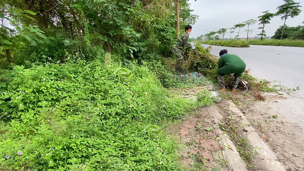No One Believes Behind Overgrown Grass Is A Sidewalk Clean It Before This Place Turns Into A Forest