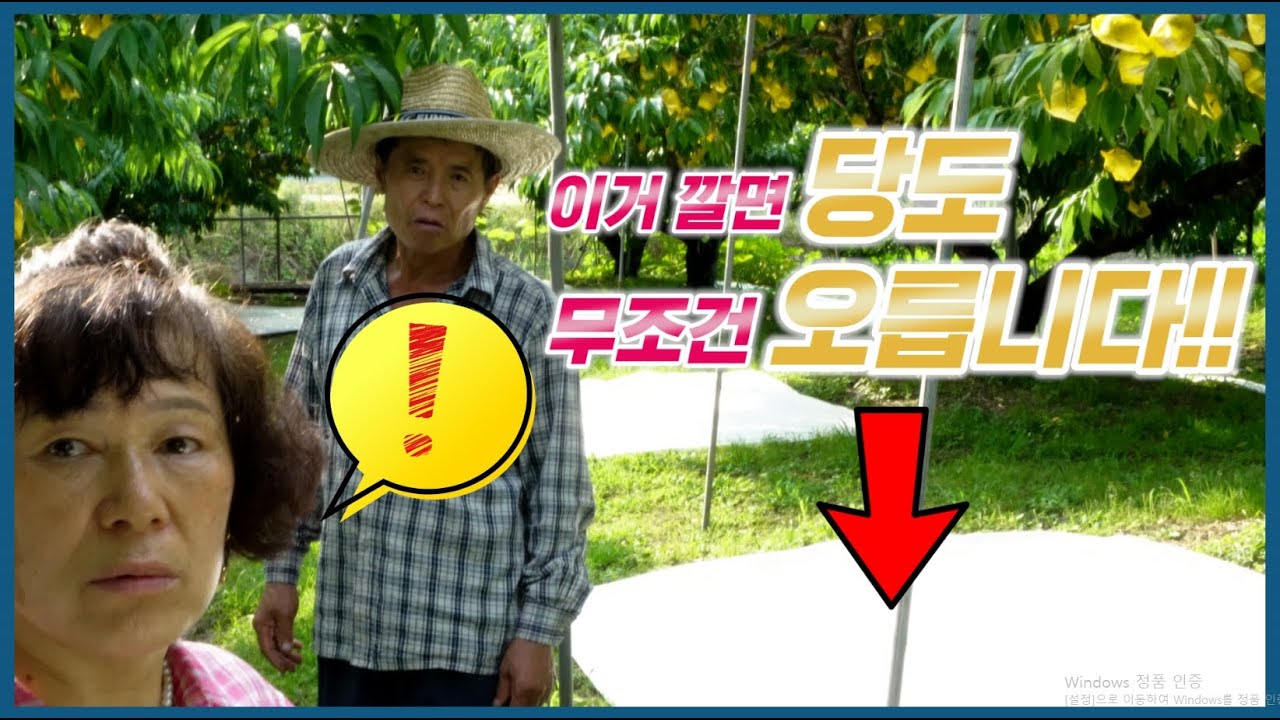 🍑당도를 혁신적으로 올릴 수 있는 XXX이 있다? 드셔보시면 확실히 다릅니다. (feat. 복숭아왕)
