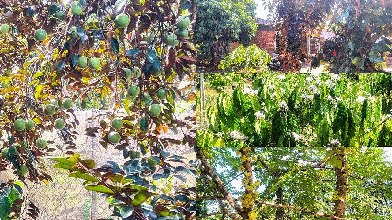 NHÀ VƯỜN ĐỦ LOẠI CÂY ĂN TRÁI NGUỒN THU MẠNH KẾT HỢP MT NHỰA LỚN PHÙ HỢP KINH DOANH Vú sữa dâu da …