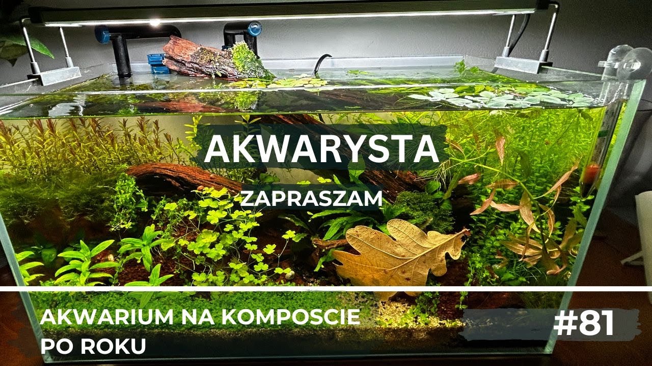 Akwarium na kompoście po roku.