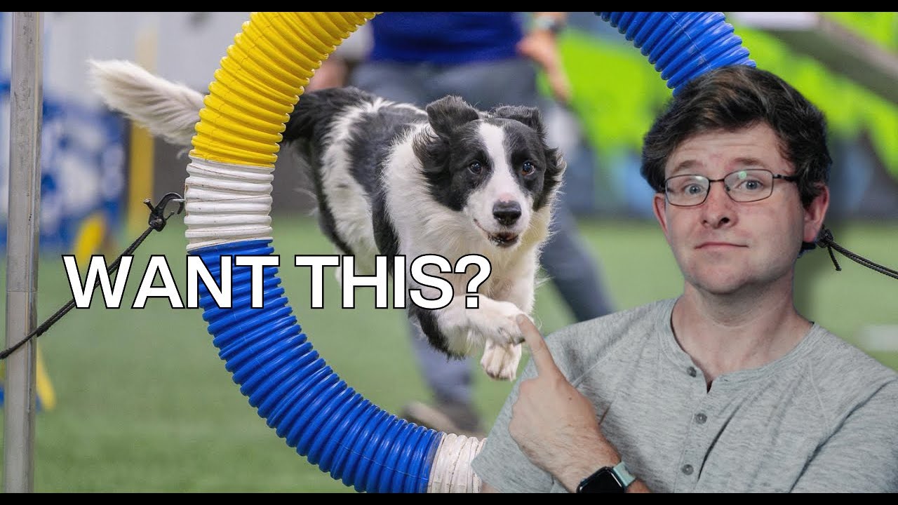 От стресса к успеху: обретение уверенности на соревнованиях по аджилити.