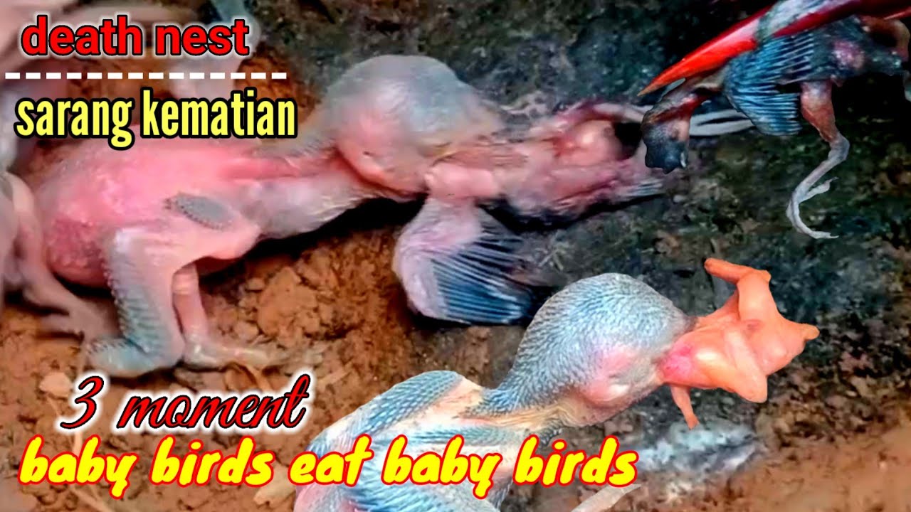 TIGA MOMEN‼️KANIBALISME ANAK BURUNG MAKAN ANAK BURUNG