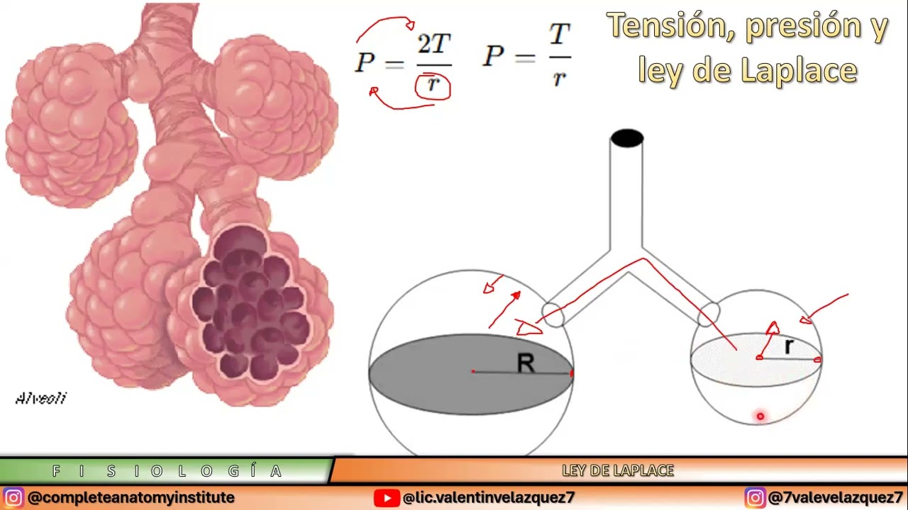 FISIOLOG&Iacute;A RESPIRATORIA | TENSI&Oacute;N Y LEY DE LAPLACE