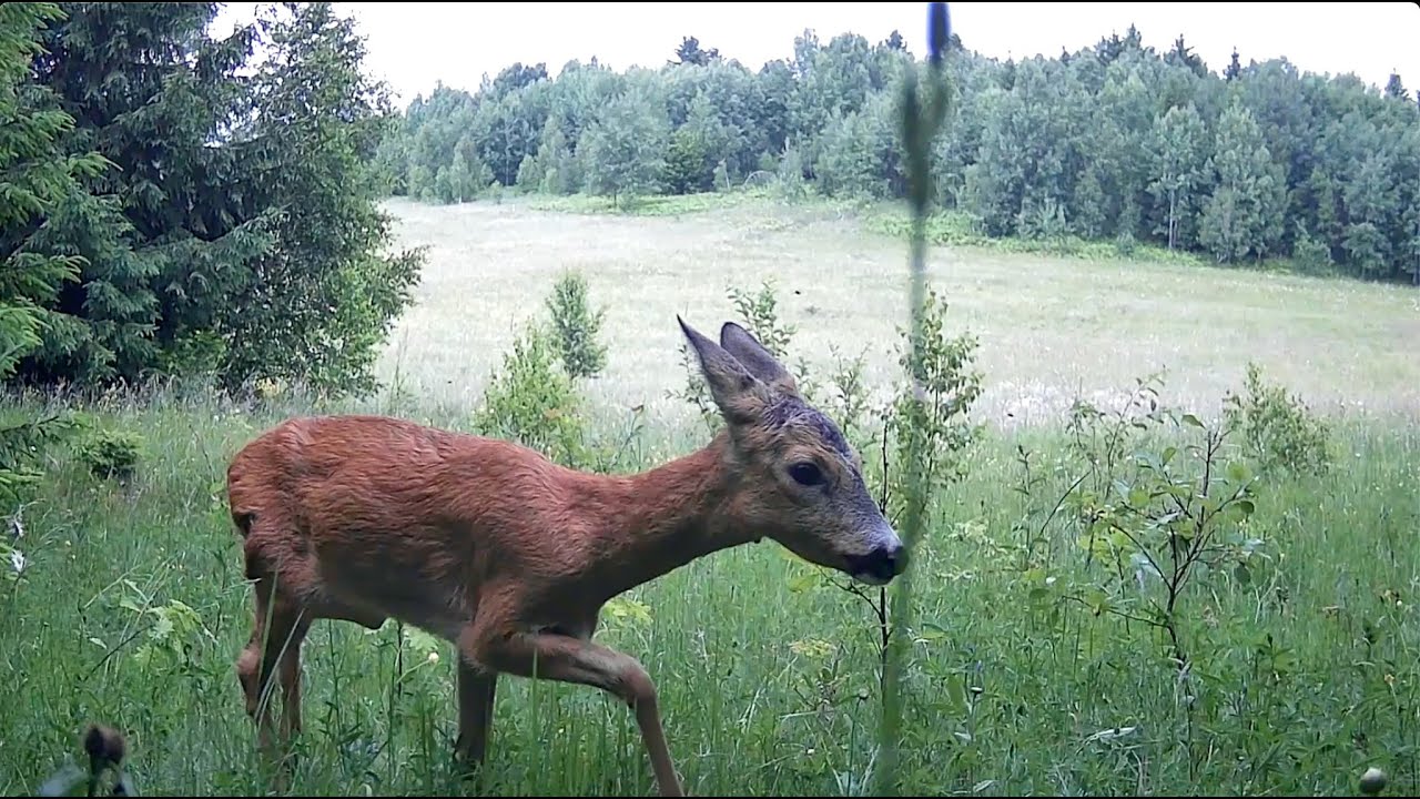 Wild Neighbours