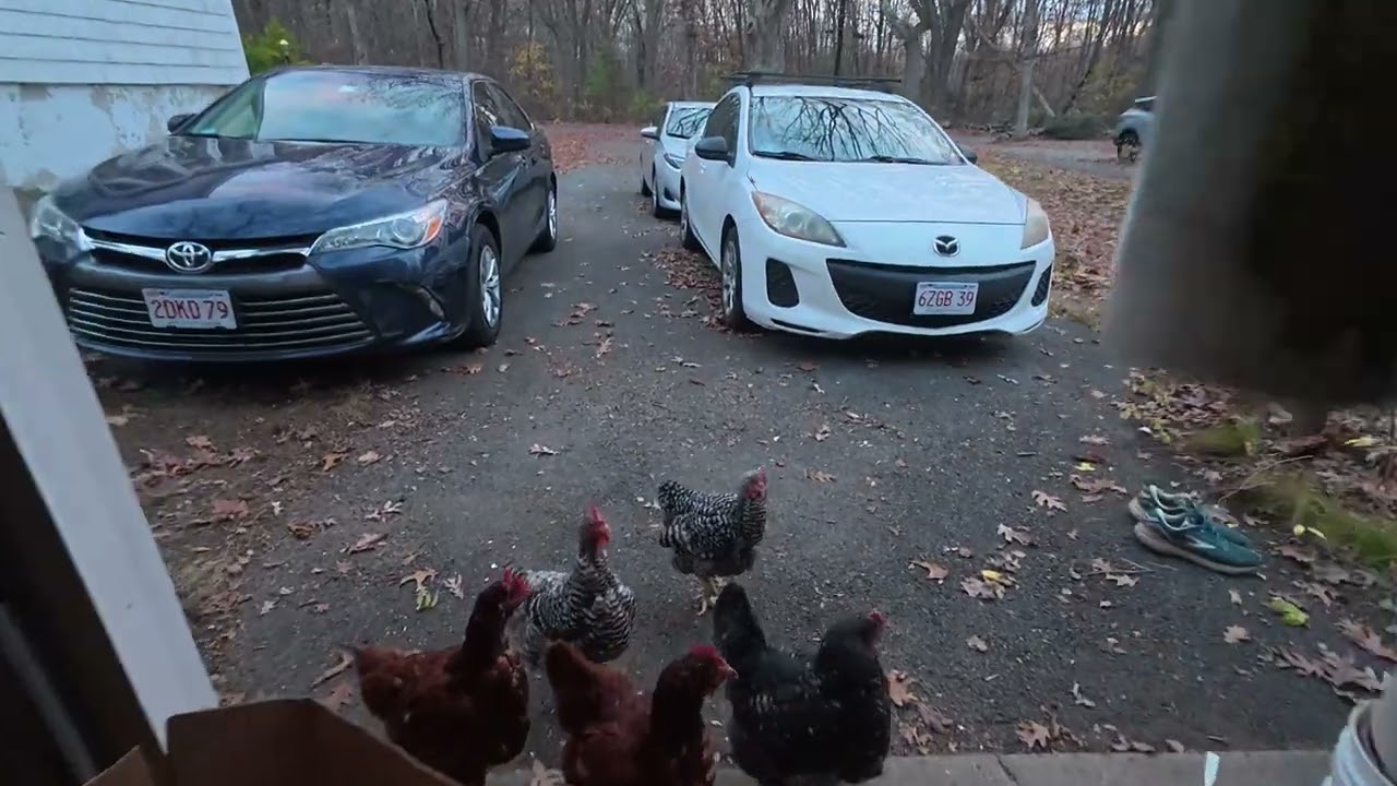 chickens mid molt looking kinda goofy