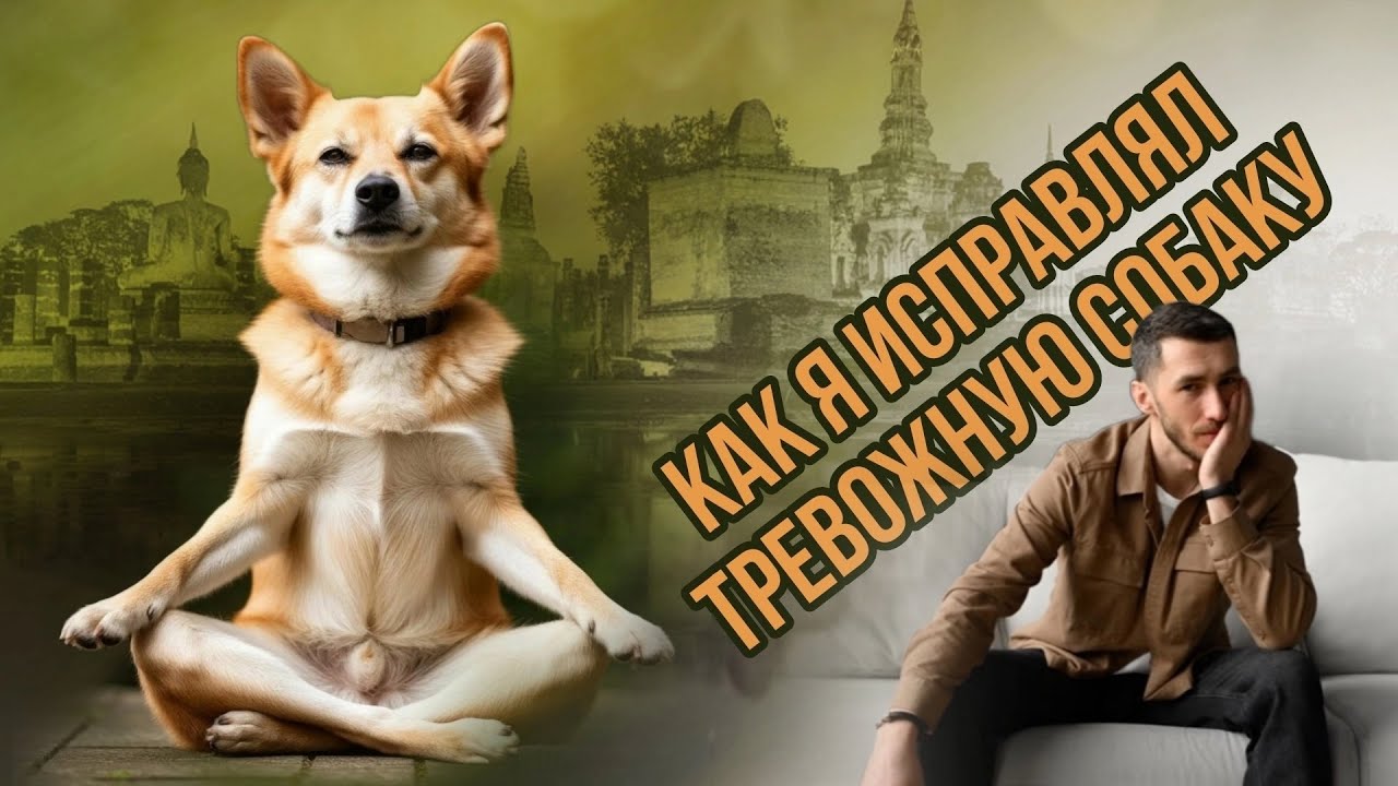 Как я исправил трусливую собаку! КОРРЕКЦИЯ поведения собаки. ТРЕВОЖНАЯ собака, как с ней работать.