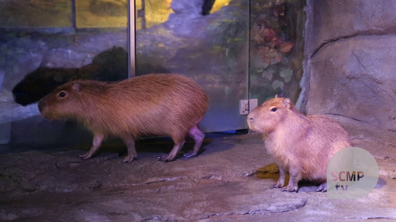 Filthy enclosures and miserable animals in China&rsquo;s &ldquo;saddest zoo&rdquo;, but staff say all&rsquo;s well