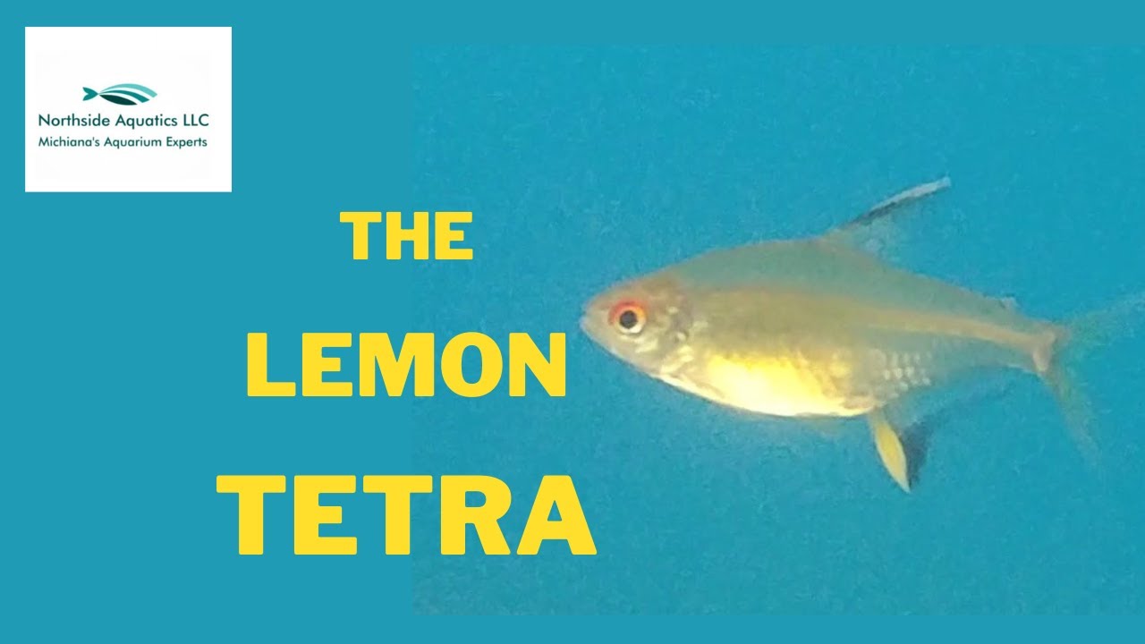 Lemon Tetra Spotlight.