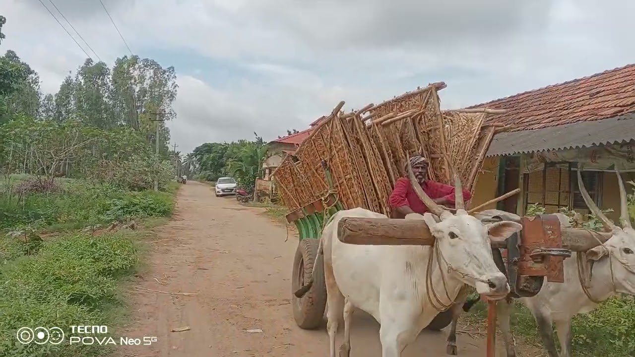 ಮದ್ದೂರು ತಾಲೂಕು ರೈತರ ಊರು ಸೊಳ್ಳೆಪುರ ಗ್ರಾಮದ ನೈಸ್ ರೋಡು ಭಾಗ. 2