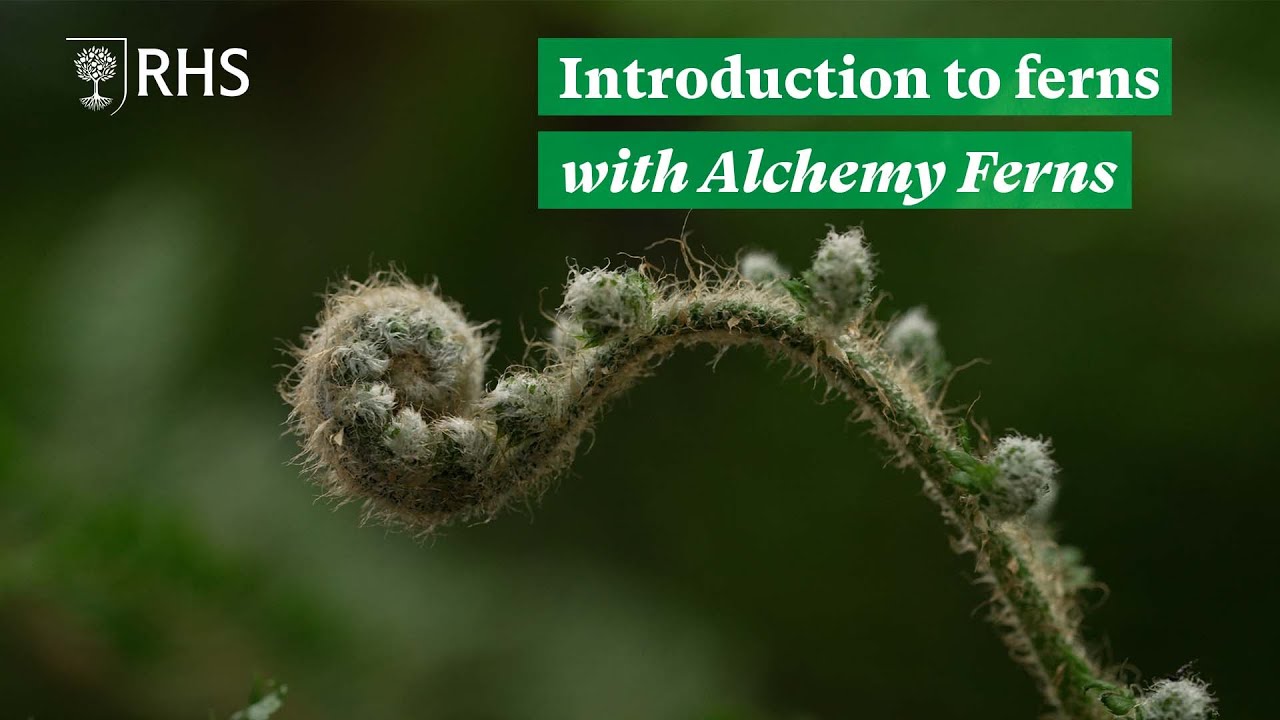 An introduction to ferns | Royal Horticultural Society