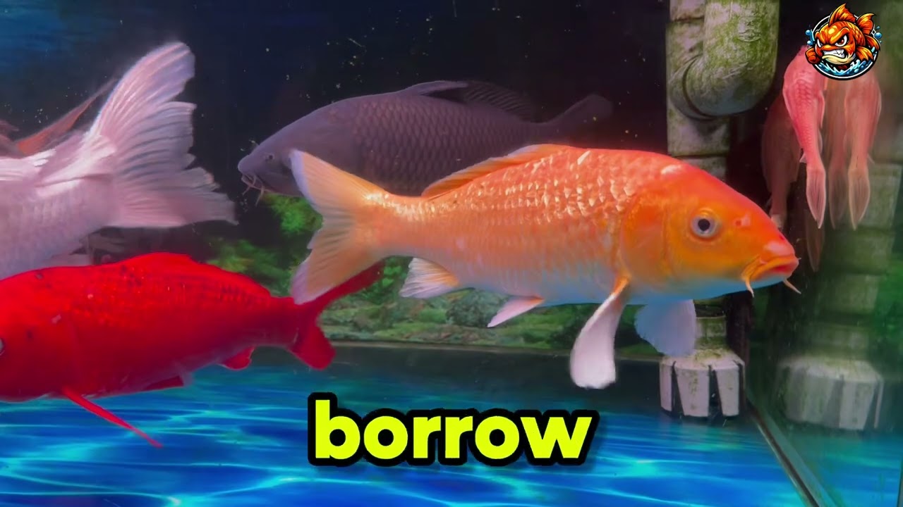 Welcome to Goldfish Revenge