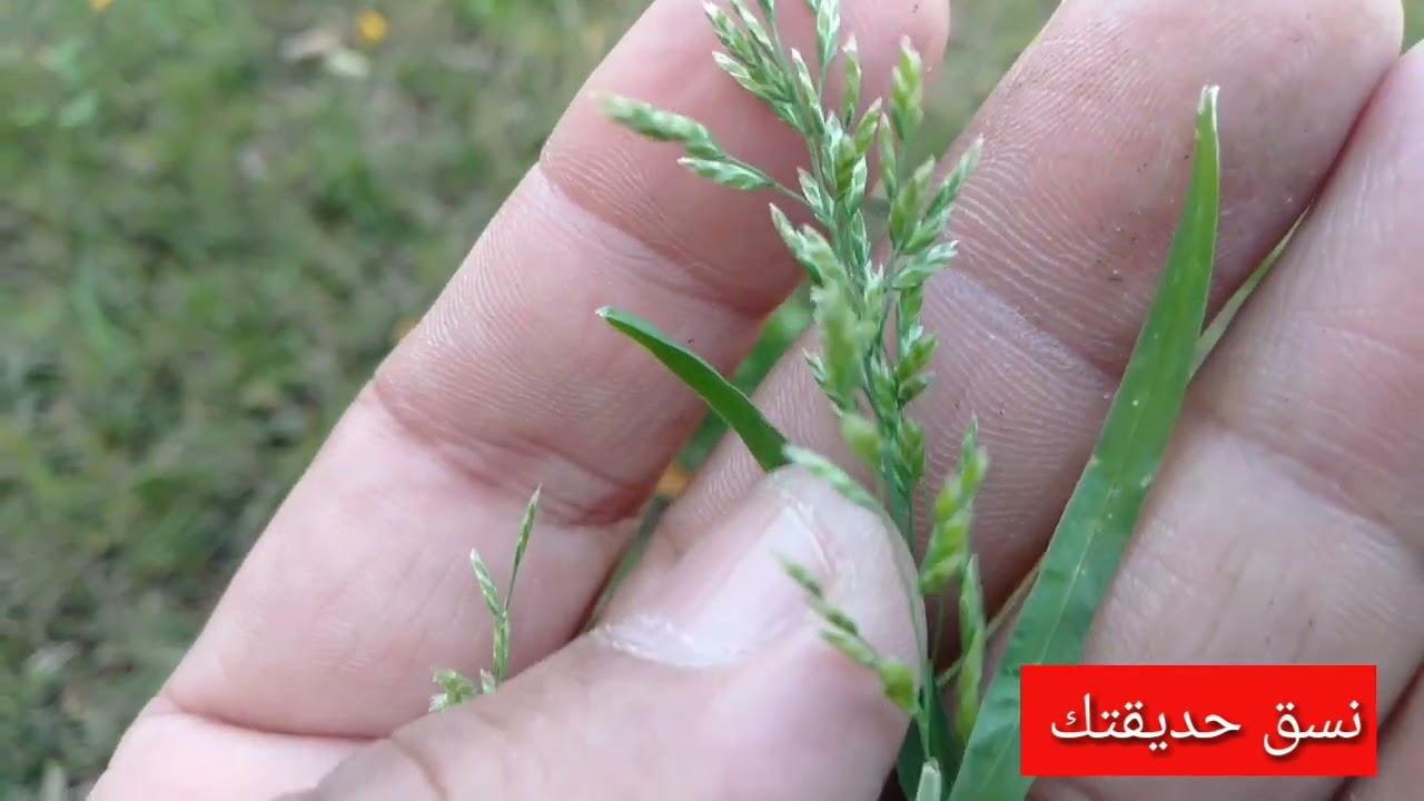دي مش نجيل دي حشائش ضارة وطريقة التخلص منها