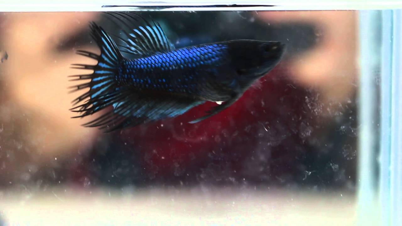 F322