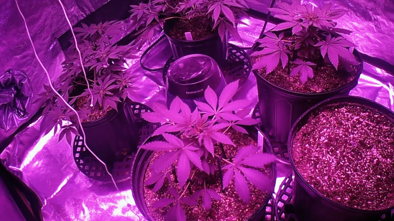 Week 4 of Veg.