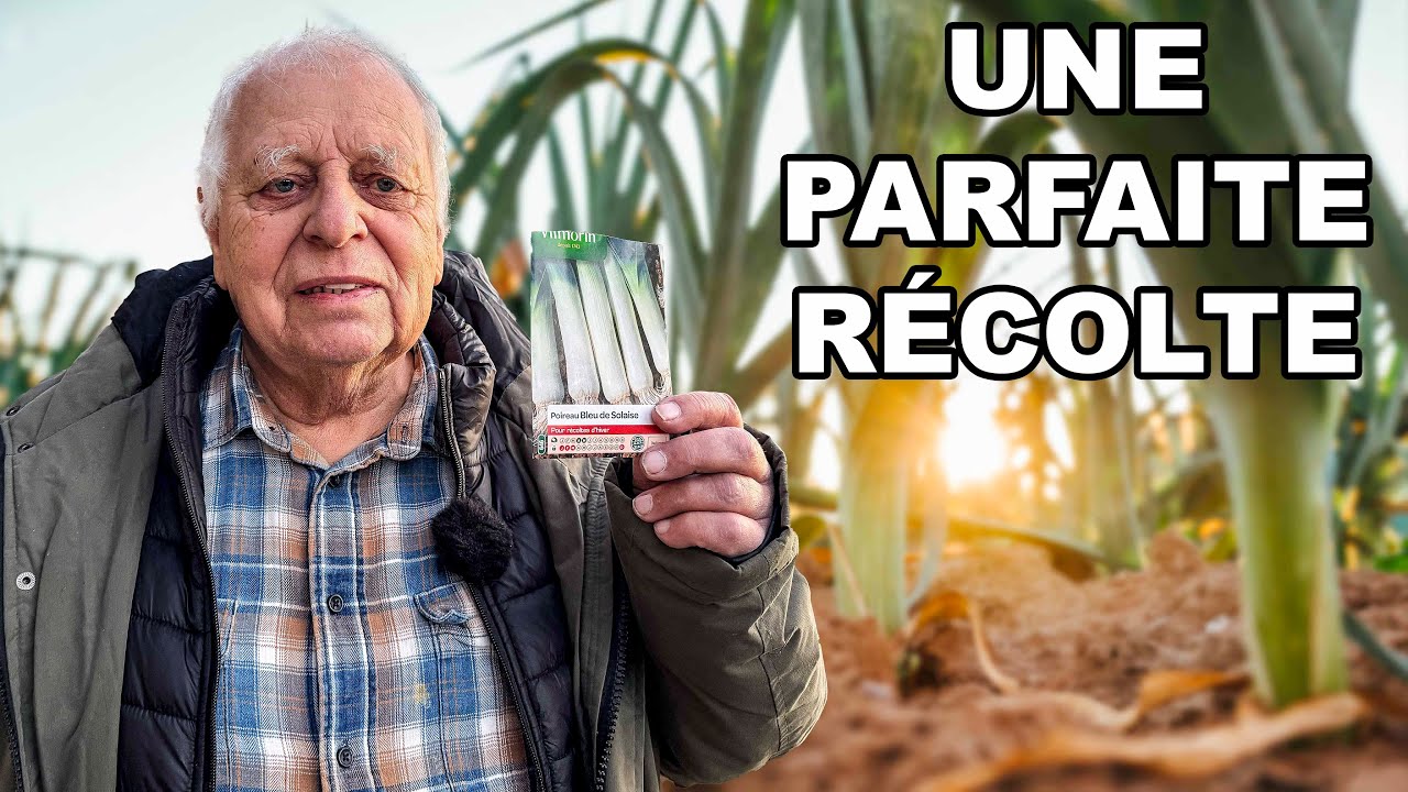Planter des poireaux  : la méthode complète du semis à la récolte (à faire maintenant !)