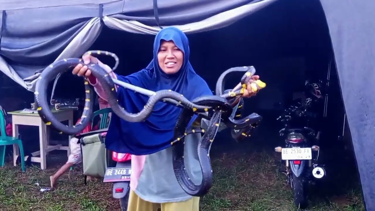 Ular Ular Jumbo Mulai datang