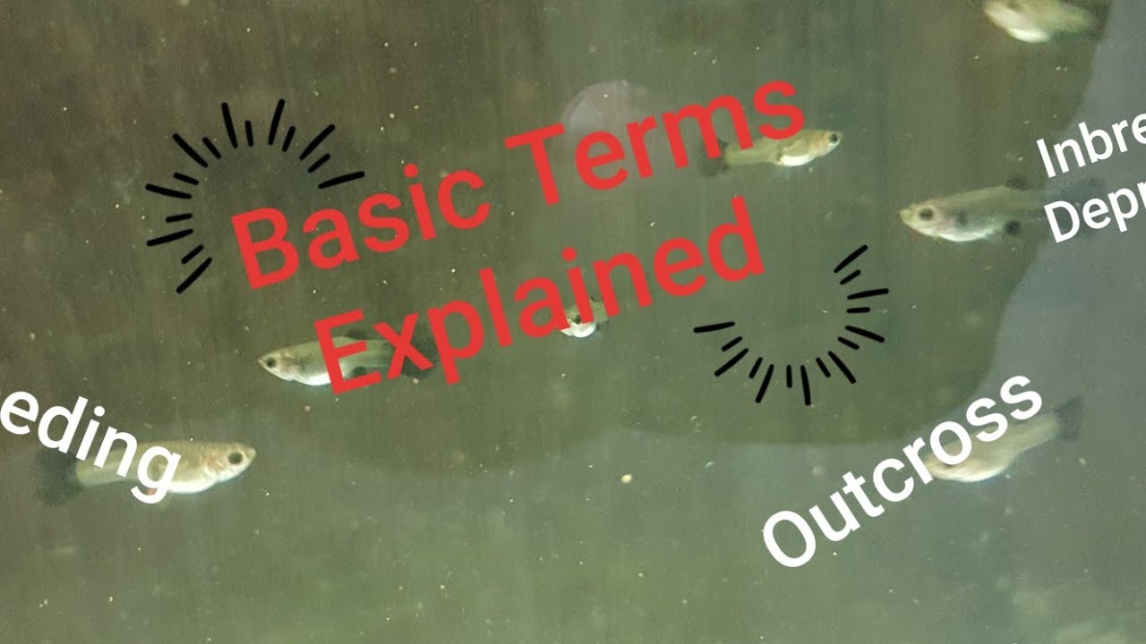 Guppy genetics- Basics, General Terms explained