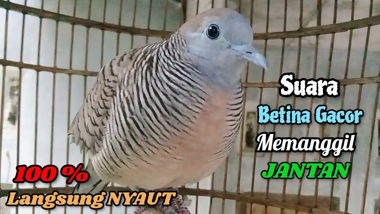 Suara Betina Manggung Gacor MEMANGGIL JANTAN || The female turtle dove calls the male