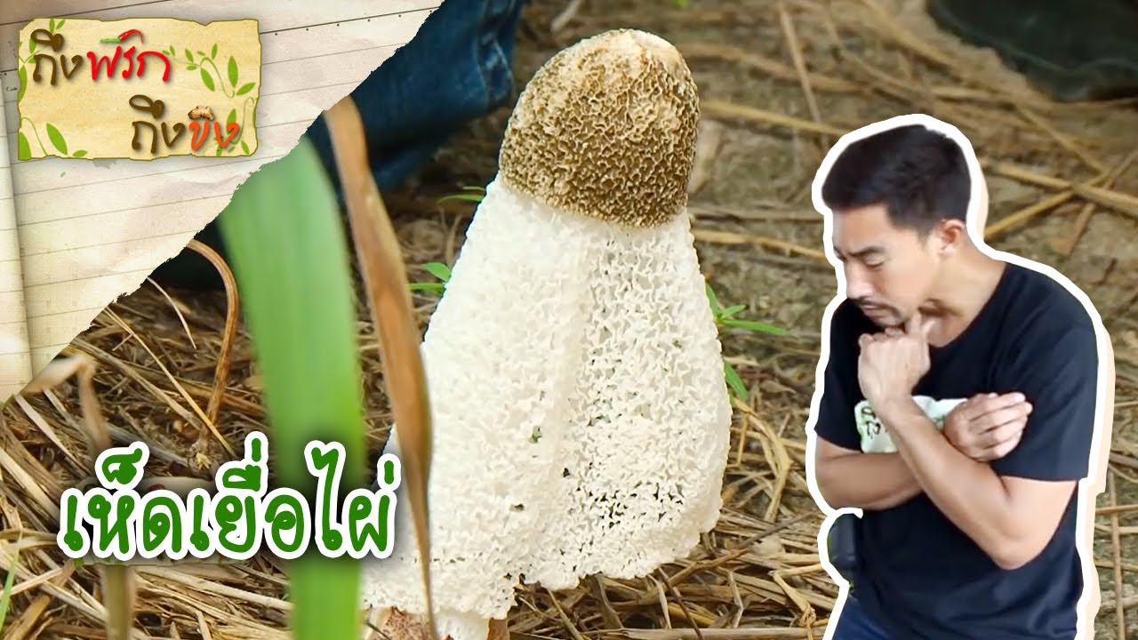 เห็ดเยื่อไผ่ I ถึงพริกถึงขิง (Tuengpriktuengkhing) 27-04-17
