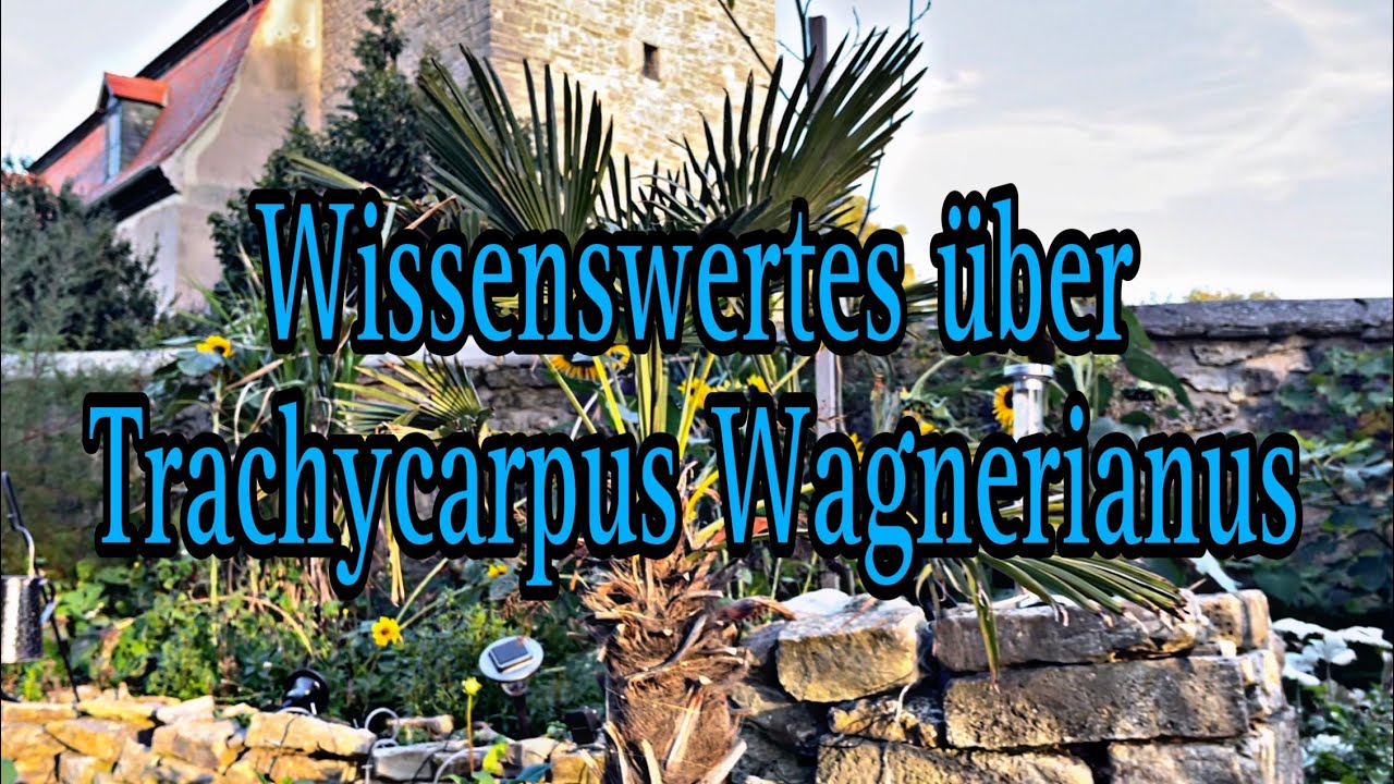 Wissenswertes über Trachycarpus Wagnerianus