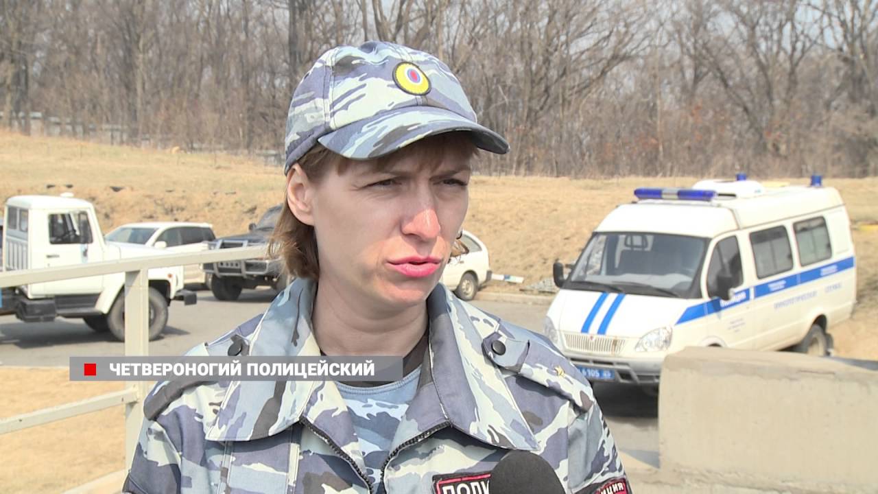Собаки: охота за героином, оружием и взрывчаткой