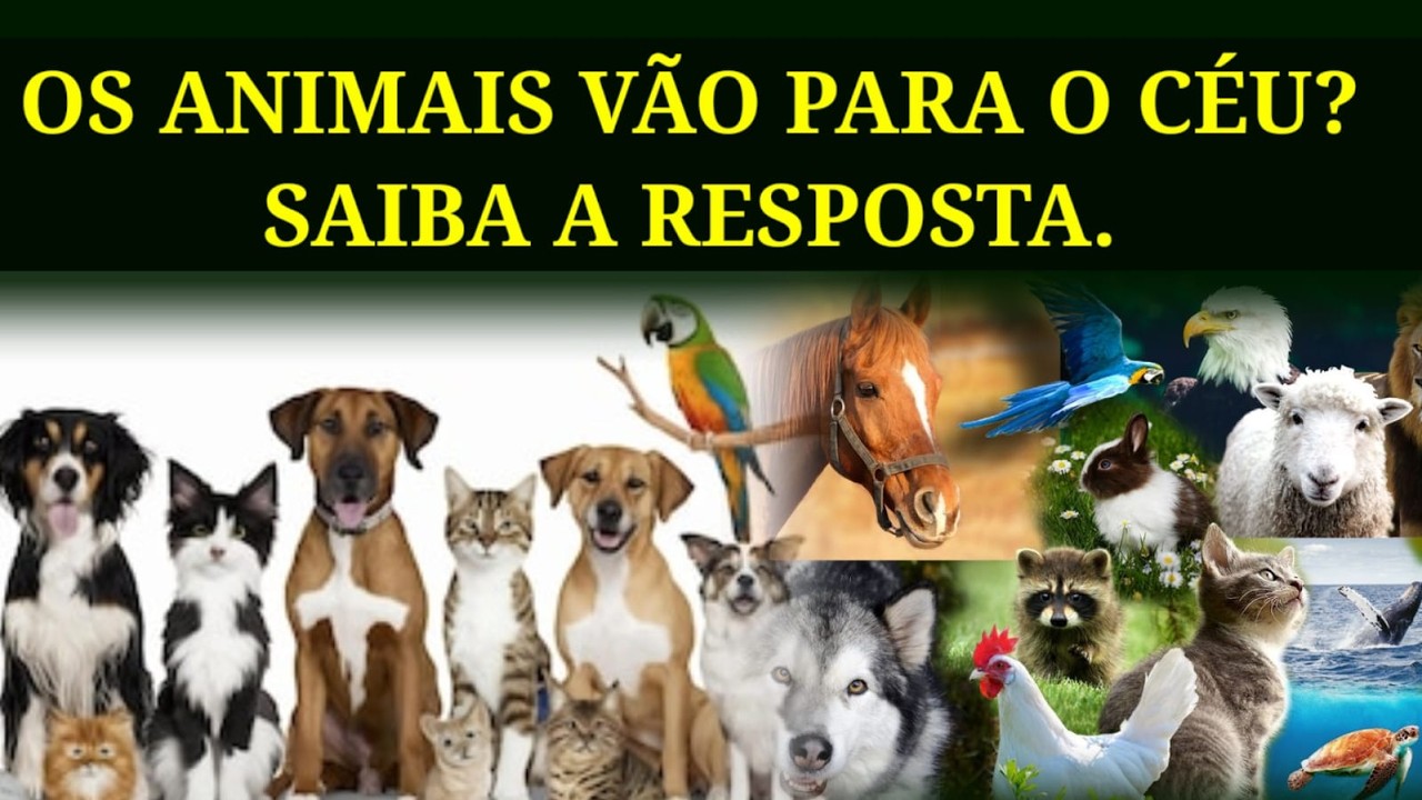 Os Animais De Estima&ccedil;&atilde;o V&atilde;o Para o C&eacute;u? Saiba a Resposta.