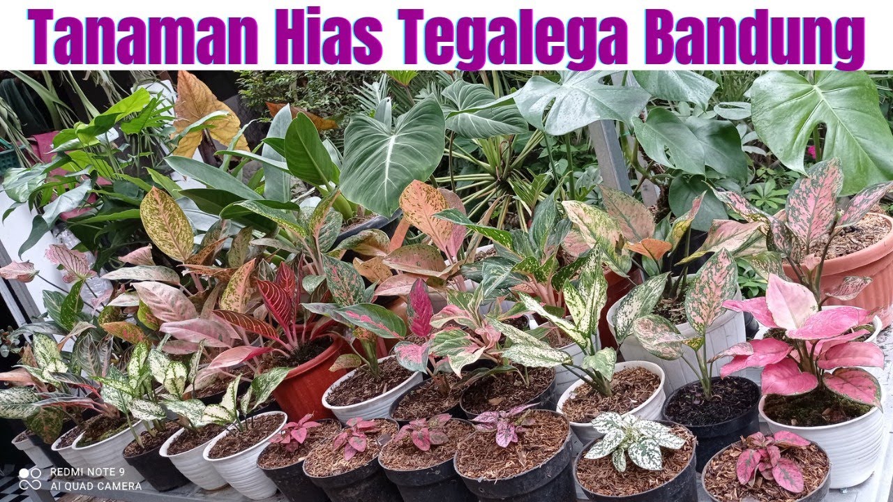 Review Tanaman Hias di Tegalega Bandung