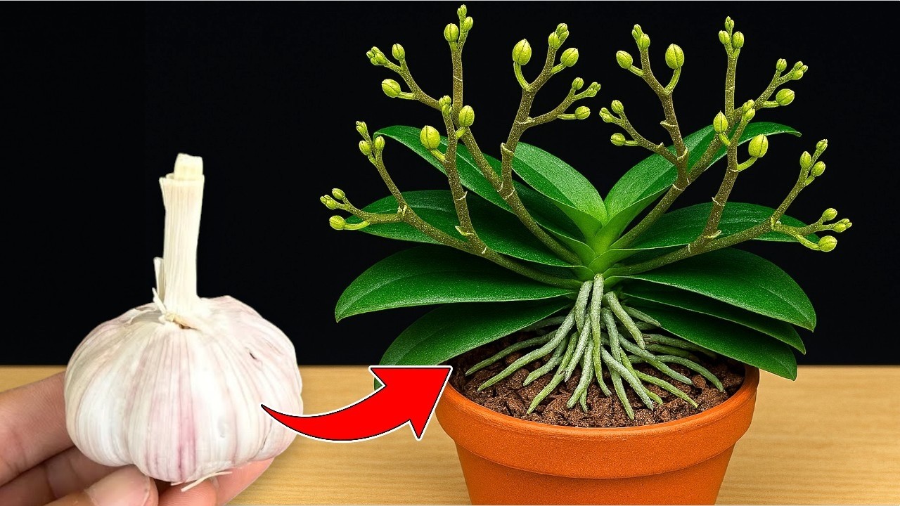 🌸Put 1 Garlic On The Root And The Orchid Will Grow Miraculously All Year Long