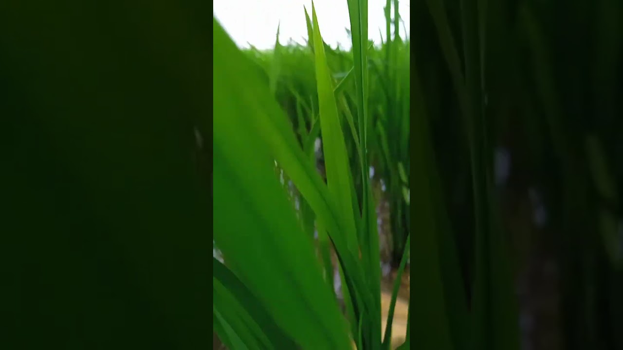 #masalastories@masalastories#village #shortvideo#villagecooking