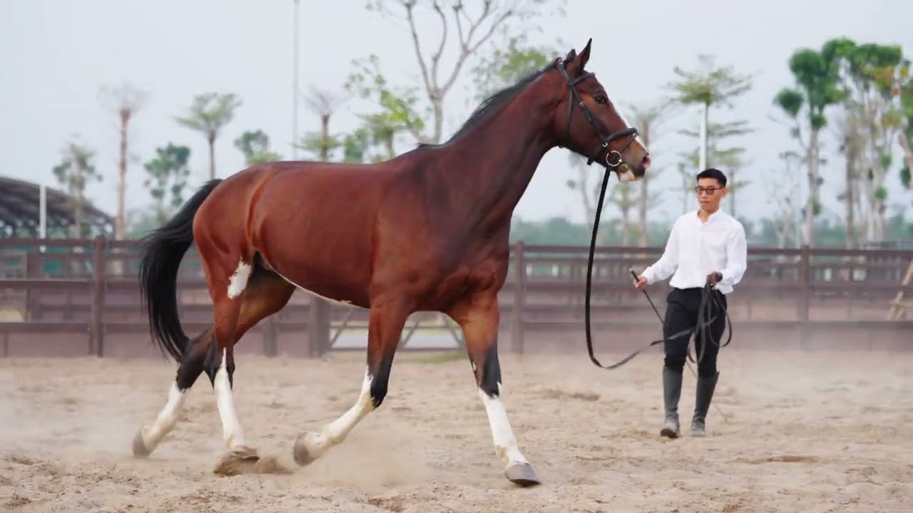 ⚜️ SAAR KD KANTWEG – BELGIAN WARMBLOOD – SIÊU PHẨM TUẤN MÃ CỦA NGỰA THỂ THAO CHÂU ÂU ⚜️