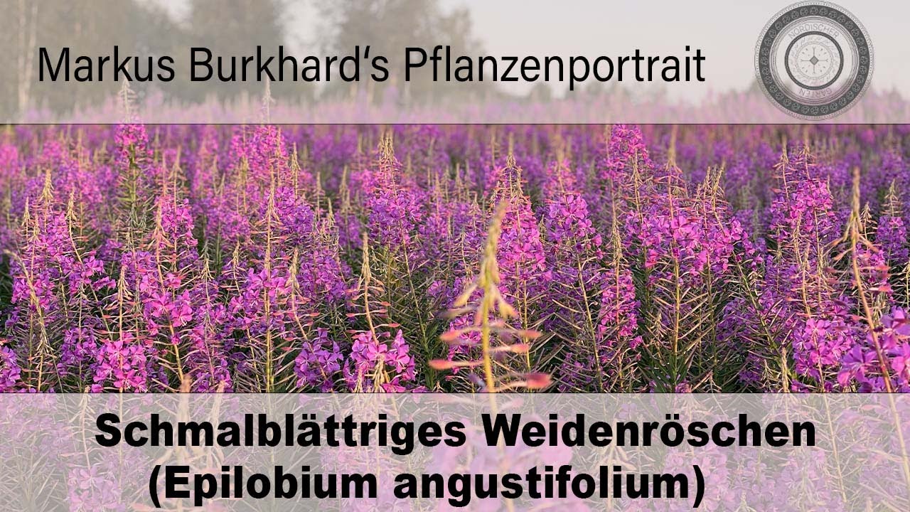 Epilobium angustifolium, Weidenröschen, essbare Wildkräuter,  Heilkraft und Bienen- und Hummelwunder
