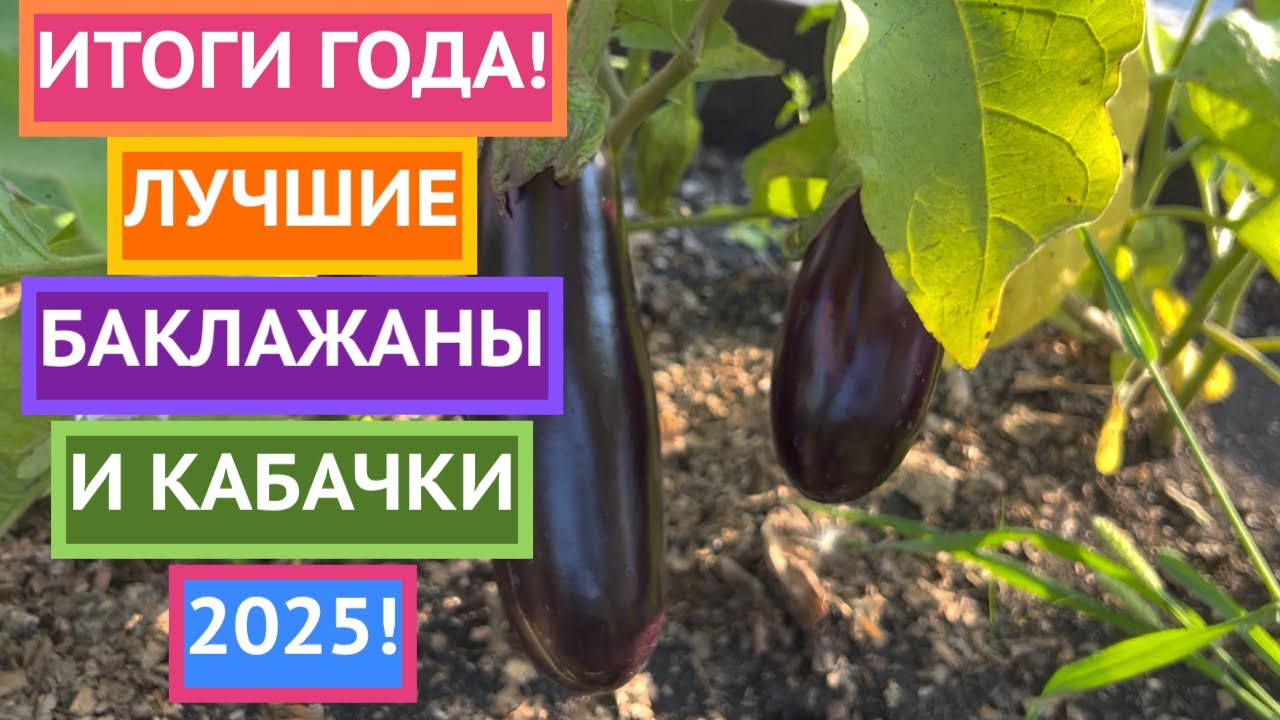 ЭТИ СЕМЕНА БАКЛАЖАНОВ И КАБАЧКОВ ПОКАЗАЛИ ЛУЧШИЙ РЕЗУЛЬТАТ!