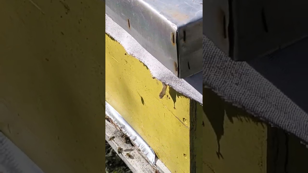 Kraj februara, na pčelinjaku radno