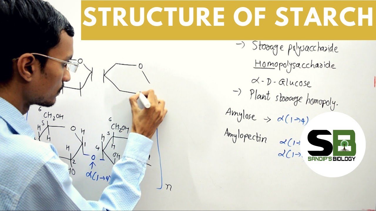 Structure of Starch