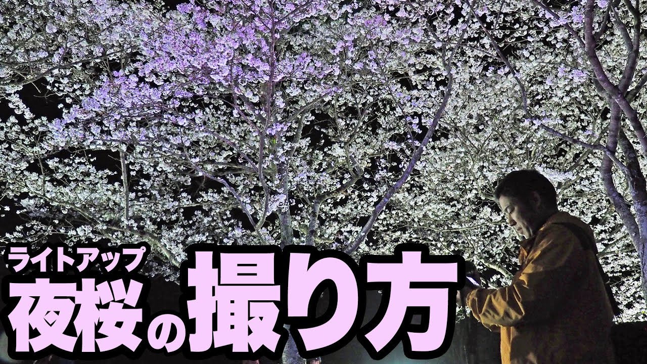 ライトアップされた夜桜をキレイに撮る方法