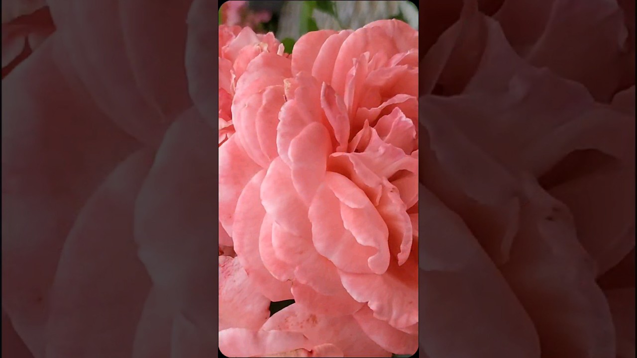 Абрикосово-рожевий. Три троянди / Trois roses abricot 