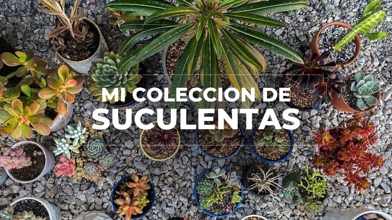 Mi Coleccion de Suculentas