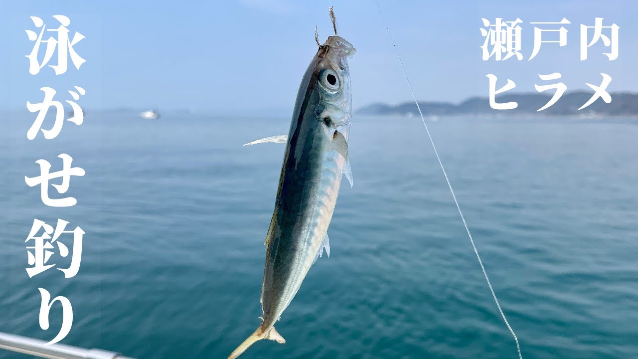 きた！ヒラメ！瀬戸内泳がせ釣りで春のヒラメ狙い