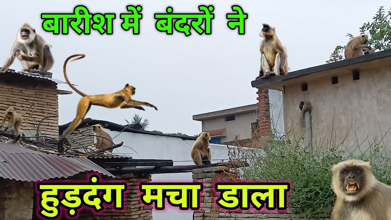 बारिश से बंदर हुये परेशान |मचा डाला हुडदंग |langur ne macha dala hudadang |bandar video @cglifevlog