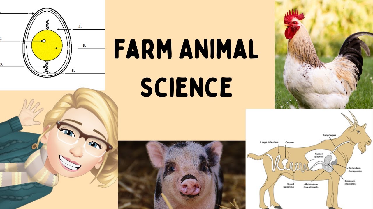 Farm Animal Grades 3-6 Class Video