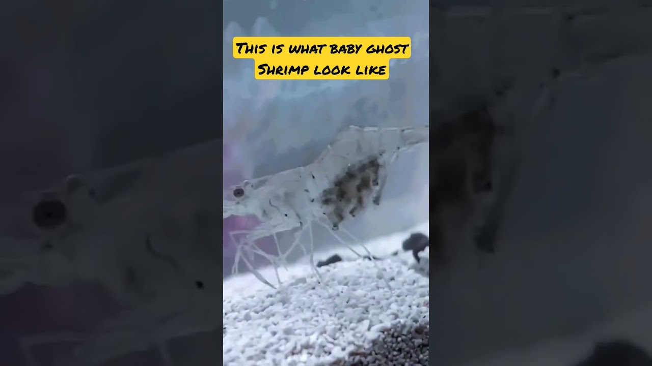 what baby ghost shrimp look like #shrimp #shrimptank #ghostshrimp #aquarium #shrimps