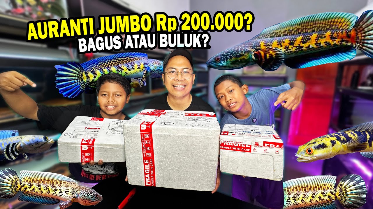 AURANTI JUMBO CUMA Rp 200.000? BOCIL RASTA BELI DARI TEMANNYA UNTUNG ATAU TUGI?