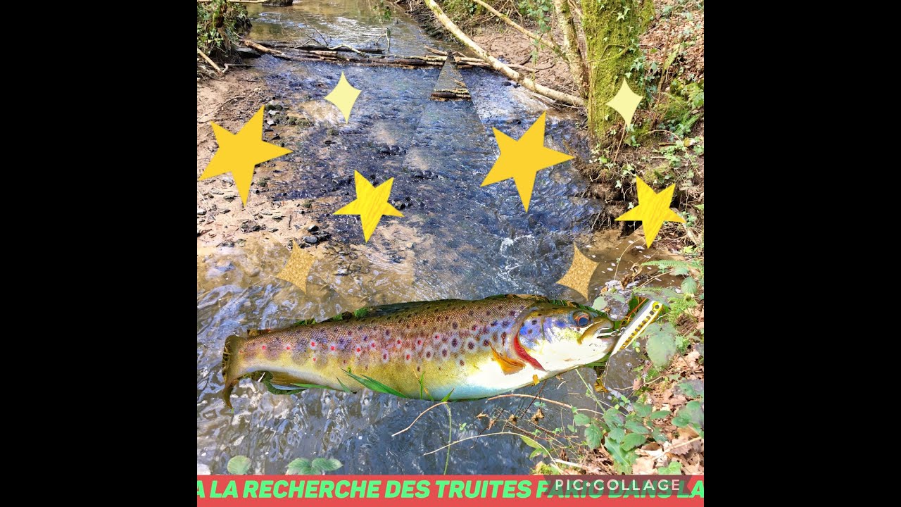 A LA RECHERCHE DES TRUITES SAUVAGES DANS LA MANCHE