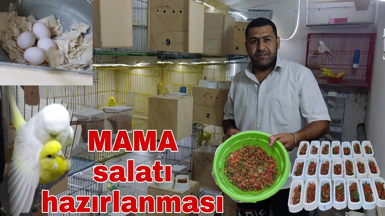 Tutuquşulara MAMA salatı hazırlanması #mamahazıtlanması #salat #mubariz Emin TV