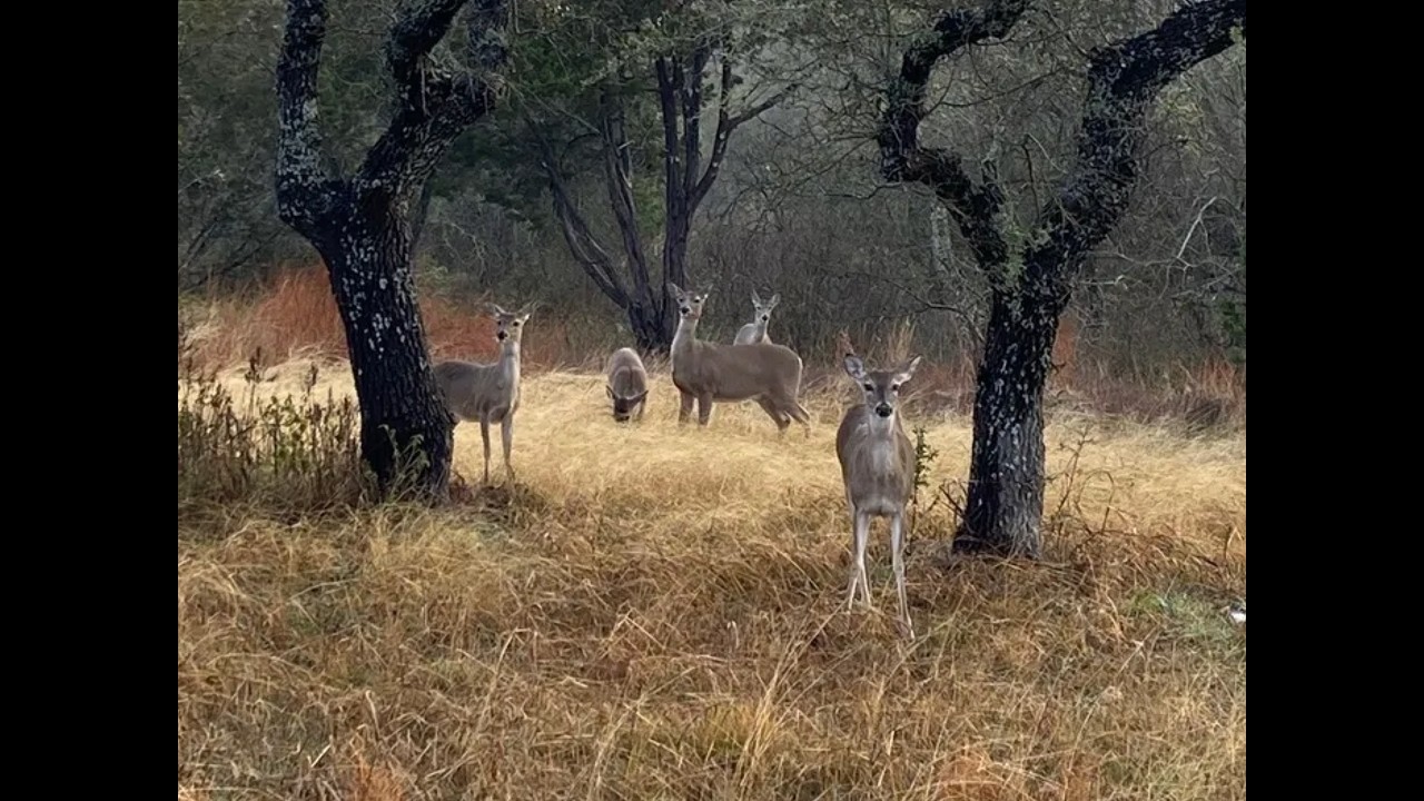 Hill Country Haven