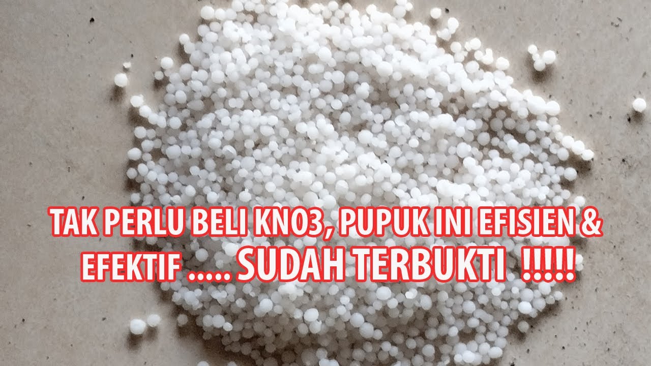 TAK PERLU BELI KNO3, PUPUK INI EFISIEN & EFEKTIF & SUDAH TERBUKTI